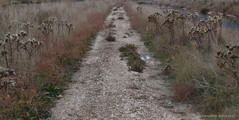 La Diaccia Botrona - Padule di Castiglione della Pescaia